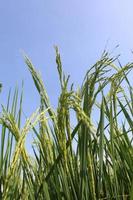 green rice with cloudy blue sky background photo