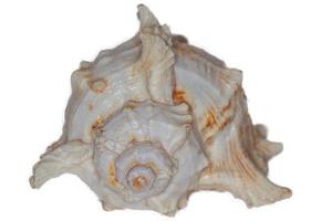 Shell in the form of a dinosaur on a white background photo