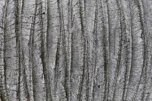 Grey wooden texture like elephant skin. Palm stem texture. photo
