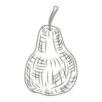 Pear in engraved style isolated on white background. Vintage sketch outline fruit close up. vector