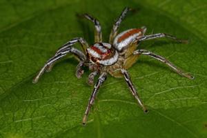 Adult Male Jumping Spider photo