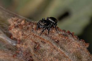 Small Black Jumping Spider photo