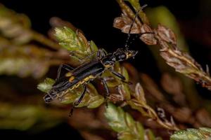 Adult Soldier Beetle photo