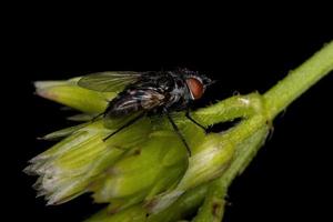 Adult Bristle Fly photo