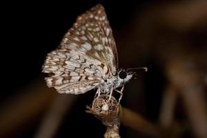 Adult Orcus Checkered-Skipper Moth Insect photo