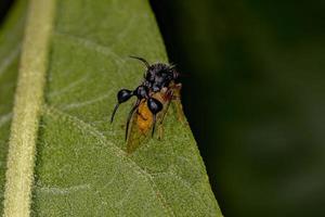 saltamontes adulta que imita a las hormigas foto