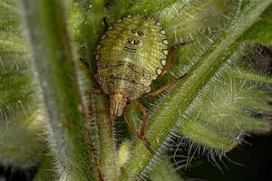 Stink bug Nymph photo