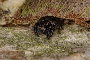 Small jumping spider photo