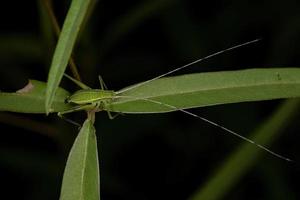 saltamontes faneropterina adulto foto