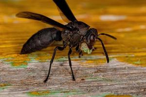 Adult Paper Wasp photo