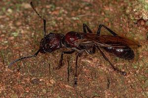 Adult Bullet Ant Queen photo