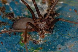 Adult Recluse Spider photo