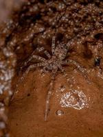 Adult  Wandering Spider photo