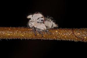 Typical Treehoppers nymph photo