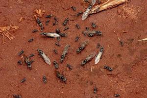 Adult Female Carpenter Queen Ants photo