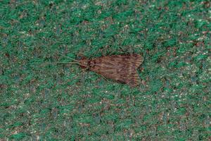 Adult Net-spinning Caddisfly photo