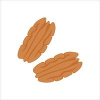 Pecan is an ordinary nut, the kernel is natural color. Vector illustration, isolated on a white background, for the design of the website of products, applications, printing