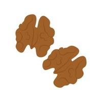 Walnut, the kernel is milky natural color. Vector illustration isolated on a white background for website design of products, applications, printing