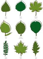 Tree Leaves Set vector