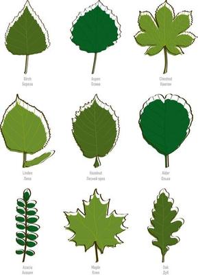 Tree Leaves Set