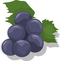 Blue grapes bunch, with leaves vector graphics