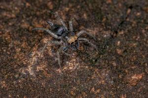 Small Male Jumping Spider photo