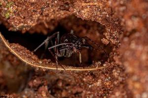 Adult Trap-jaw Ant photo