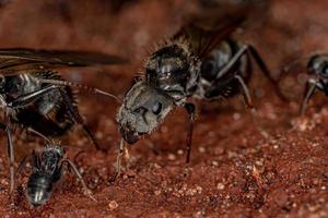 Adult Female Carpenter Queen Ant photo