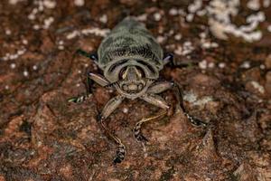 escarabajo barrenador de ceiba adulto foto