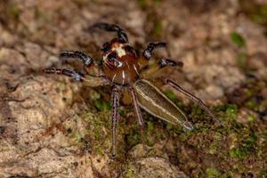 Adult Male Jumping Spider photo