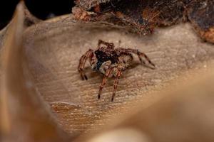 pequeña araña saltadora foto