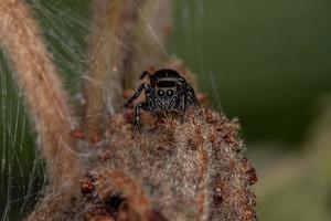 Small Black Jumping Spider photo