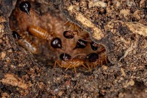 termitas nasute adultas foto