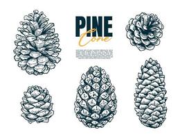 pin cone set hand drawing vector