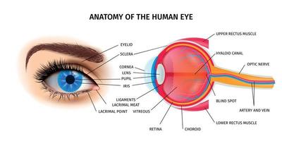 cartel de anatomía del ojo humano vector