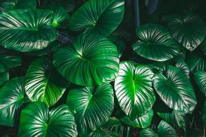 King of Heart Homalomena rubescens Roxb green leaves tropical plant  nature background