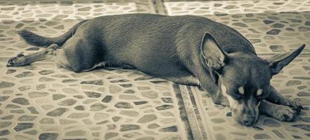 Russian toy terrier dog portrait while tired and sleeps Mexico. photo