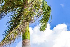 Tropical palm trees with blue sky background Puerto Aventuras Mexico. photo