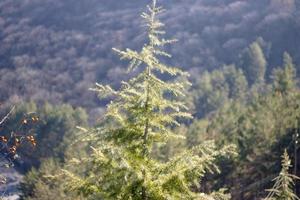 Green thuja.  in the forest, background photo