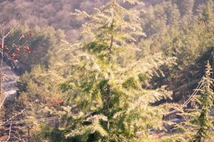 Green thuja.  in the forest, background photo