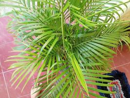 Green lush palm tree leaves photo