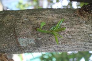 los brotes de las hojas del árbol ketapang foto