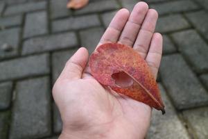 hands holding dried ketapang leaves with holes photo