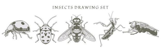 Set of insect, ladybug, fly, bee elements drawn by style hand drawn. vector