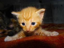 Closeup of cute ginger kitten face photo