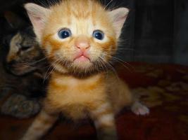 Closeup of cute expression ginger kitten photo