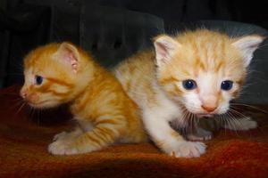 Two ginger kittens photo