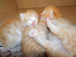 Cute ginger kitten is fast asleep photo