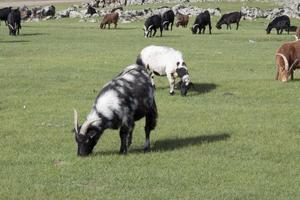 Herd of goats eating grass in a rural area in Mongolia. No people. photo