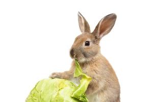 Rabbit with cabbage on white background photo